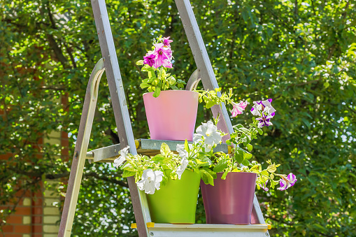 Bright petunias in multi-colored flower pots on the stepladder  on a background of green foliage