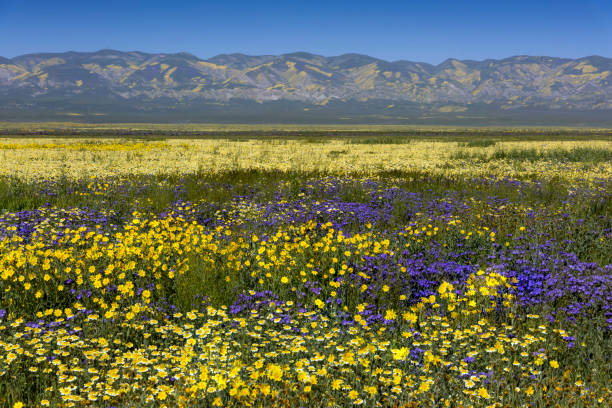 istock Daisies, Tidy-tips, and Phacelia in Carrizo Monument 681981882