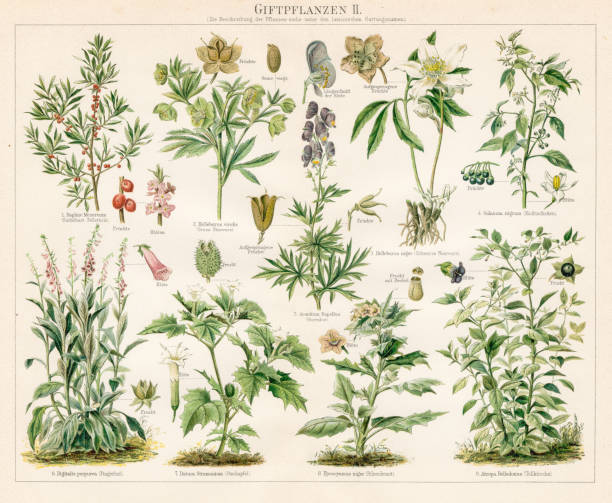 210+ Digitalis Purpurea Foxglove Plants Antique Illustration Stock