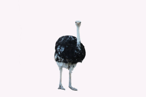 istock isolated ostrich on the white background 681987218