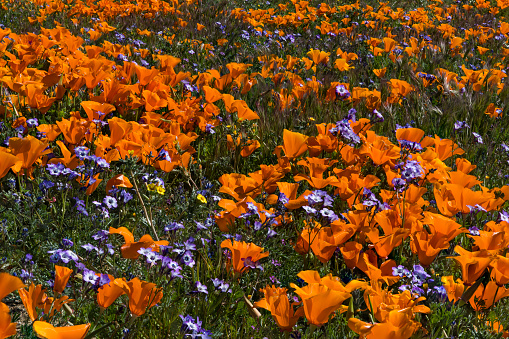 A carpet of California poppies (Eschscholzia californica) and broad-flowered gilia (Gilia latiflora) in the Lancaster valley of southern California after the abundant rains of the winter of 2017. This photo is a stack, a composite of 10 or more individual photos combined during post processing in the computer to render all parts of the subject in focus.