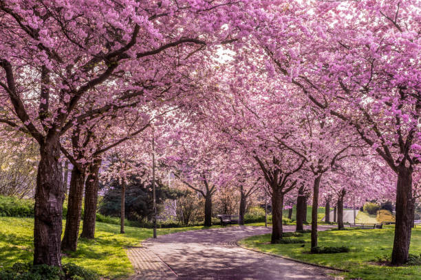 Morning light coming through blooming treetops. Wonderful springtime in the city. Urban park life.