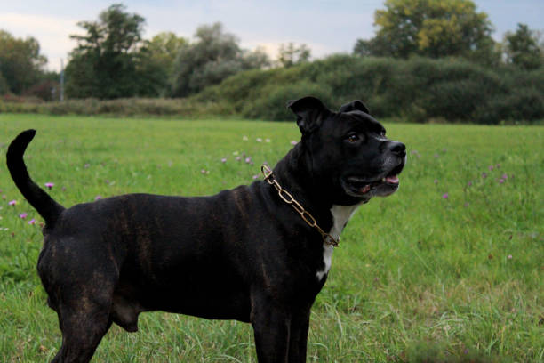 istock big black dog on the field 681987608