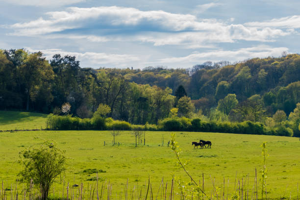 istock Black and brown horses walking over grassland and old forrest 681990938