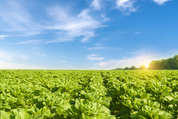 istock Field with green sunflowers. 681996212