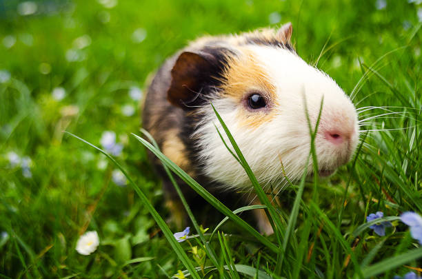 istock guinea pig walks in the fresh air and eating 681996956