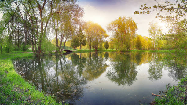 istock Tranquil Pond With Lush Green Woodland Park 681997100