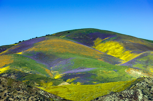 An amazing display of spring wildflowers on the hills of the Temblor Range in the Carrizo Monument in southern California after the abundant rains of the winter of 2017.  Perspective is provided by the tiny human figures along the lower right edge of the photo.