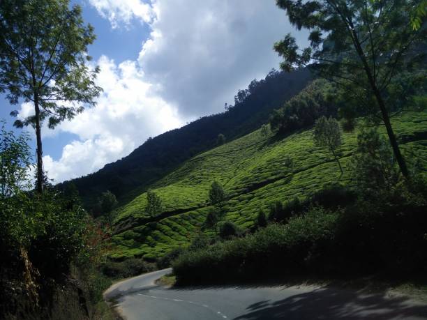 istock Road Meandering through a Tea Planatations 682004728