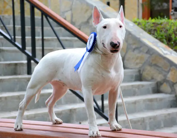 English Bull-Terrier win first place on dog show competition