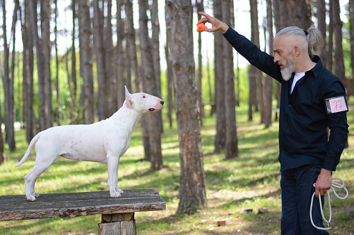 Man trained his dog. White bull terrier.