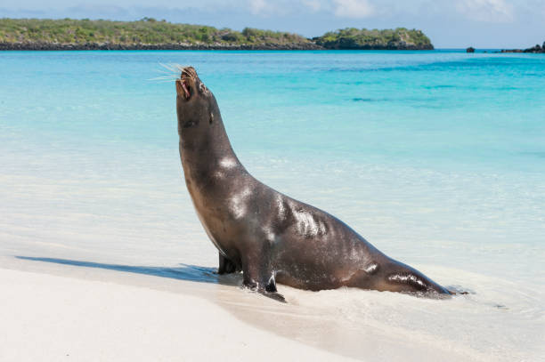 istock Galapagos sea lion on Espanola Beach, the Galapagos 682021792
