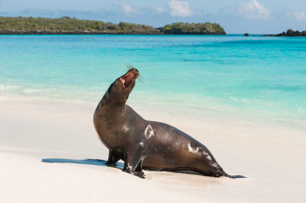 istock Galapagos sea lion on Espanola Beach, the Galapagos 682021810