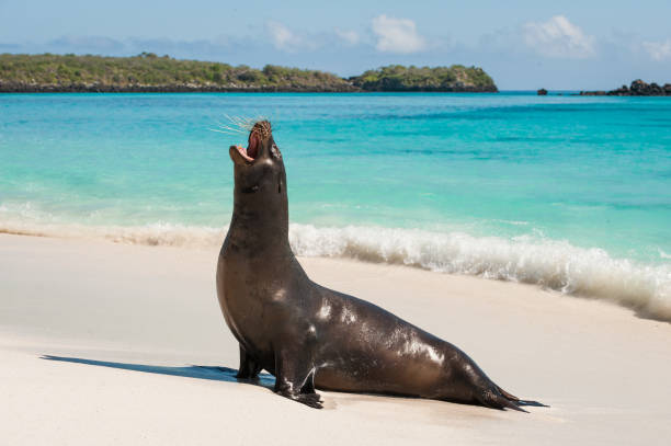 istock Galapagos sea lion on Espanola Beach, the Galapagos 682021828
