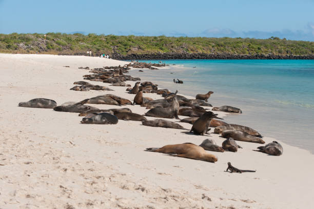 istock Galapagos sea lions on Espanola Beach, the Galapagos 682021868