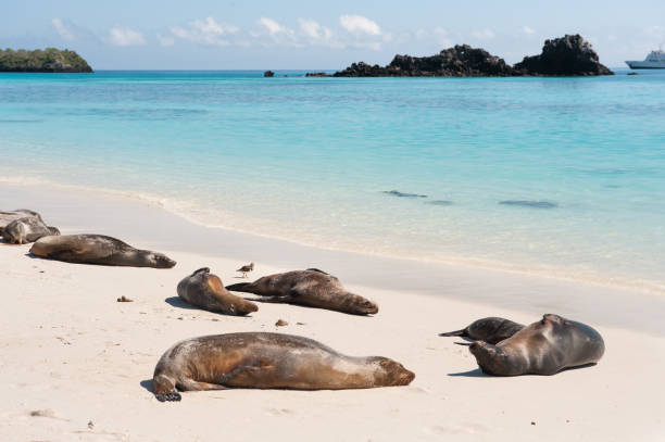istock Galapagos sea lions on Espanola Beach, the Galapagos 682021882