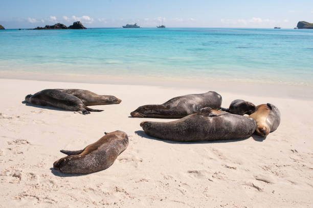 istock Galapagos sea lions on Espanola Beach, the Galapagos 682021910
