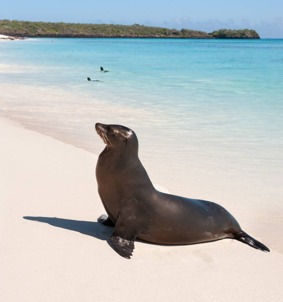 istock Galapagos sea lion on Espanola Beach, the Galapagos 682021940