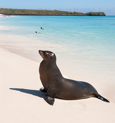 A Galapagos sea lion sitting on the sandy beach of Espanola Island, the Galapagos