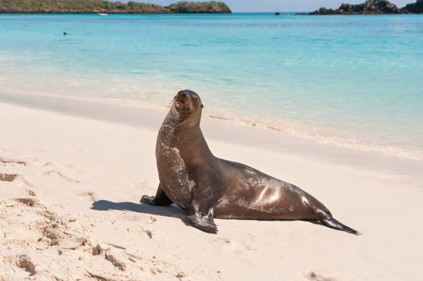 istock Galapagos sea lion on Espanola Beach, the Galapagos 682021960