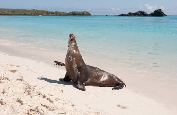 istock Galapagos sea lion on Espanola Beach, the Galapagos 682021972
