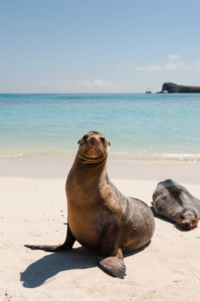 istock Galapagos sea lions on Espanola Beach, the Galapagos 682022048