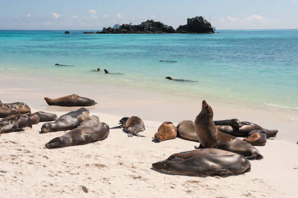istock Galapagos sea lions on Espanola Beach, the Galapagos 682022062