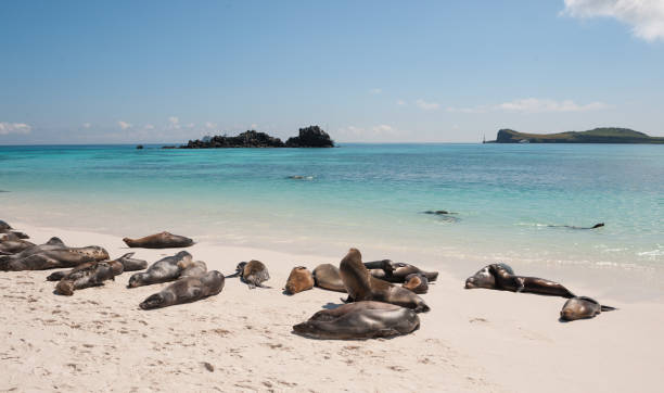 istock Galapagos sea lions on Espanola Beach, the Galapagos 682022076