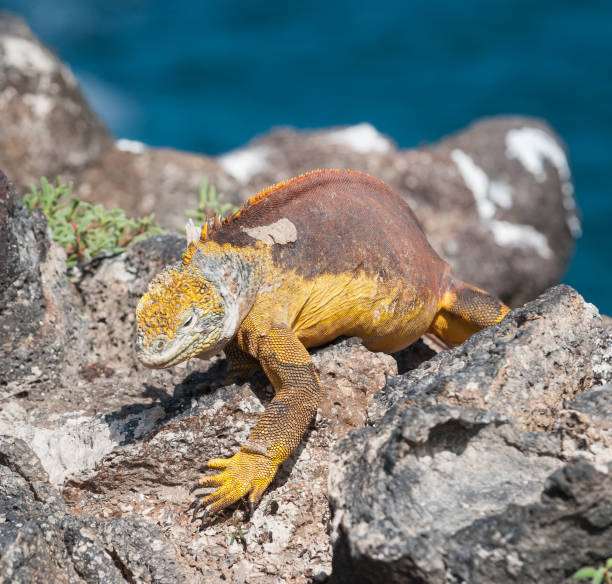 Land Iguana on Isla Plaza, the Galapagos
