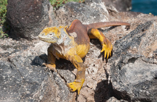 istock Land Iguana on Isla Plaza, the Galapagos 682024432