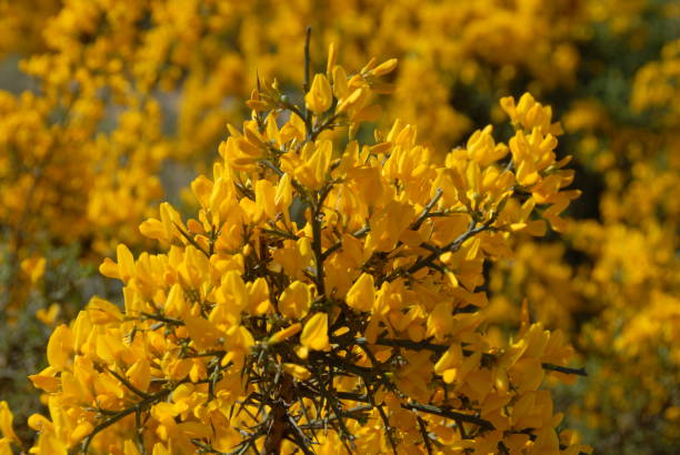 istock Yellow broom in Spain 682024898