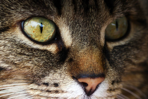istock Close-up of the eye of a cat 682024922