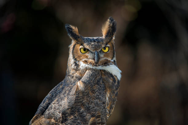 istock Great Horned Owl Portrait 682025124