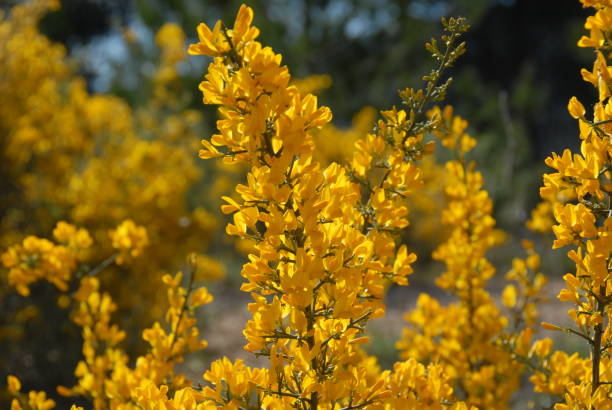 istock Yellow broom in Spain 682025288