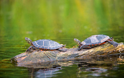 Eastern Painted turtles resting on a floating log in a marsh