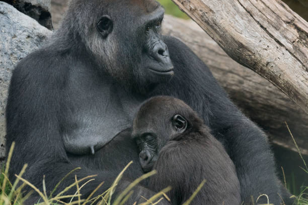 istock Mother Gorilla cradling her young one 682027998