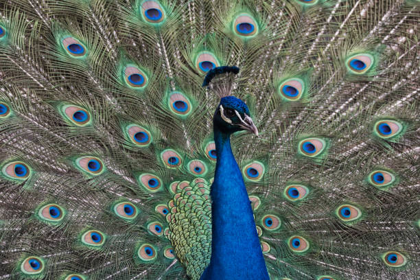 istock Peacock and his gorgeous feathers 682028418