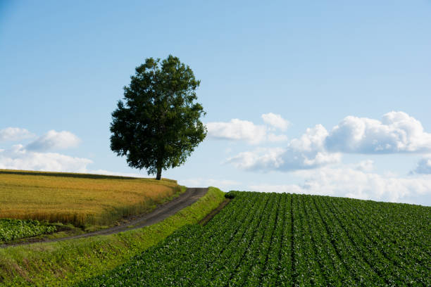 One tree in the field and summer sky One tree in the field and summer sky Hill of vegetable fields and wheat fields in Hokkaido Japan 丘 stock pictures, royalty-free photos & images