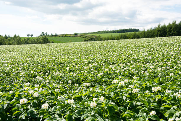 Potato field with white flowers Potato field with white flowers at summer Hokkaido Japan 丘 stock pictures, royalty-free photos & images