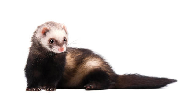 istock Cute grey ferret in full growth lies isolated 682029362
