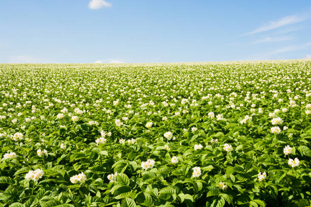 istock Potato field with white flowers 682032052