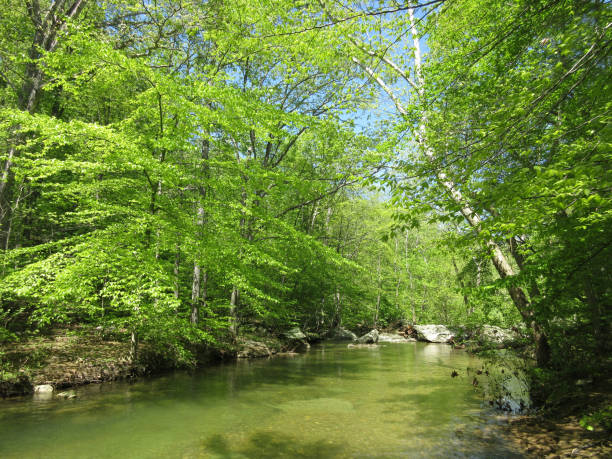istock Lush Friends Creek in Maryland 682039968