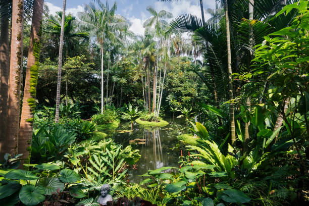 Singapore Botanic Gardens Small pond in the Singapore Botanic Gardens botanical garden stock pictures, royalty-free photos & images