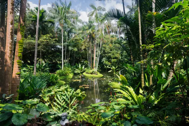 Small pond in the Singapore Botanic Gardens