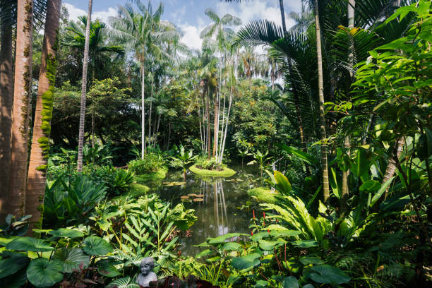 jardins botânicos de singapura - jardim botânico - fotografias e filmes do acervo