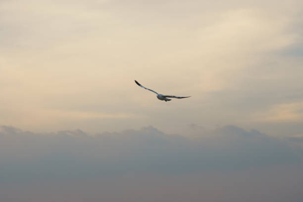 oiseau glissant sur le nuage au coucher du soleil - action alertness animal bird photos et images de collection