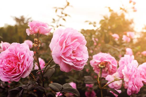 istock Pink rose in garden 682046828