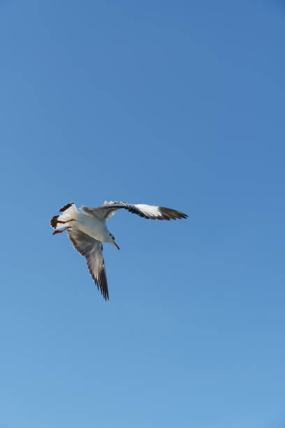 oiseau volant écartant des ailes sur le ciel clair - action alertness animal bird photos et images de collection