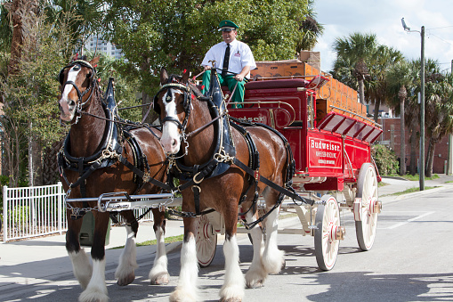 World famous Clydesdale horses are pulling traditional bear wagon used by Anheuser-Busch
