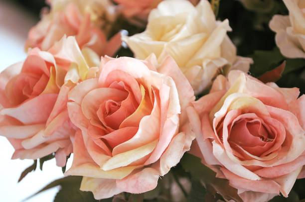 istock Rose fake flower for background 682047172